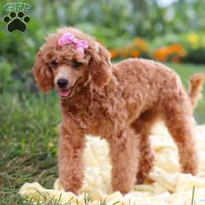 Leah, Miniature Poodle Puppy
